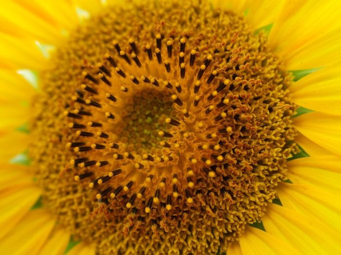 Sunflowers - sunshine in the seeds